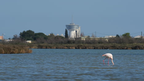 Flamingo-Frisst-In-Einem-Teich-Palavas-Les-Flots-Im-Hintergrund-Frankreich-Mittelmeer